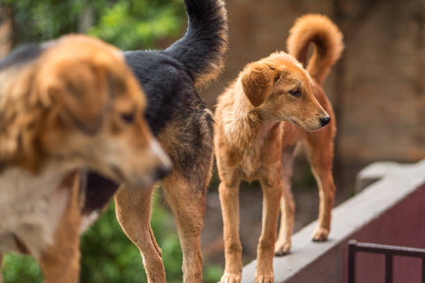 istock A young puppy with its mother 1248952824
