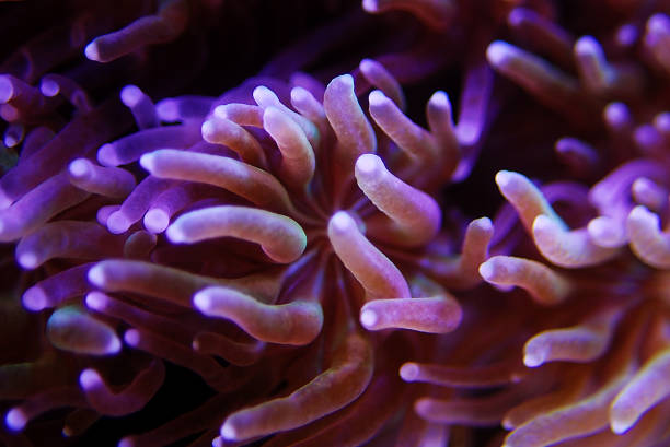 istock Metalic Long Polyp Galaxea Coral - (Galaxea astreata) 1248952912