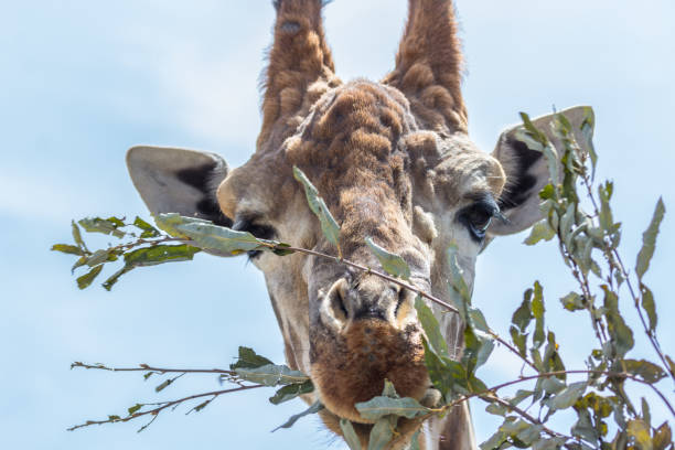 istock Young giraffe in the zoo on a sunny summer day 1248952977