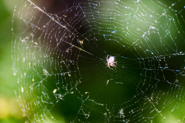 istock close-up of spider on a spider web. Spider on its web waiting to catch prey. 1248953064