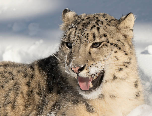istock Snow leopard growling in snow 1248953703