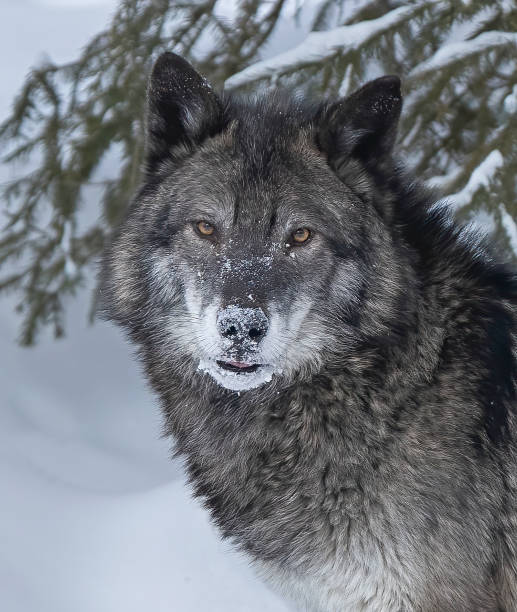 Black tundra wolf closeup in snow stock photo