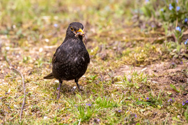 istock Blackbird with food in its beak 1248954005