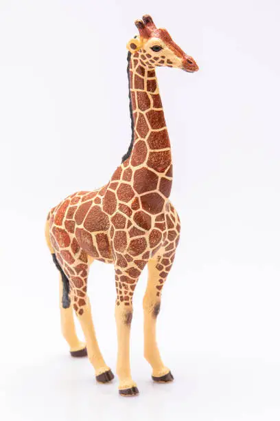 Photo of giraffe isolated on a white background