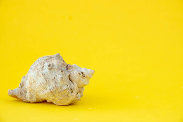 istock Seashell on a yellow background. Copy space for your text. 1248956448
