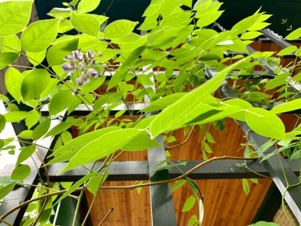 istock Young Wisteria Plant on Trellis 1248958228