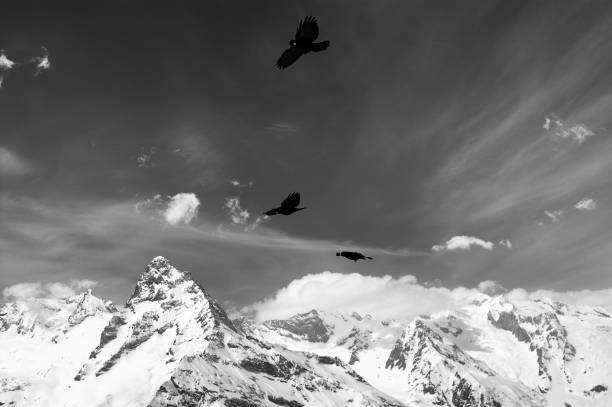istock Alpine Chough (Pyrrhocorax graculus) flying in mountains 1248958666