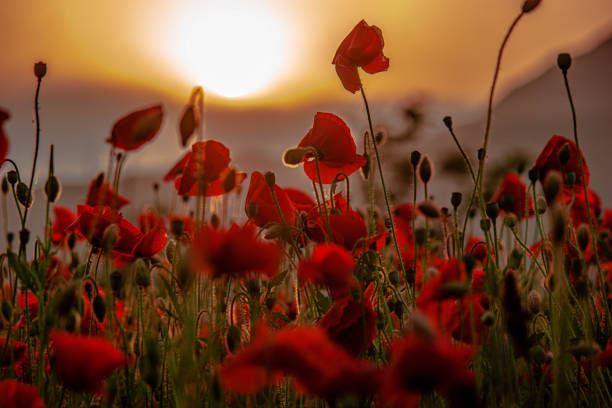 istock Poppy flower 1248959674