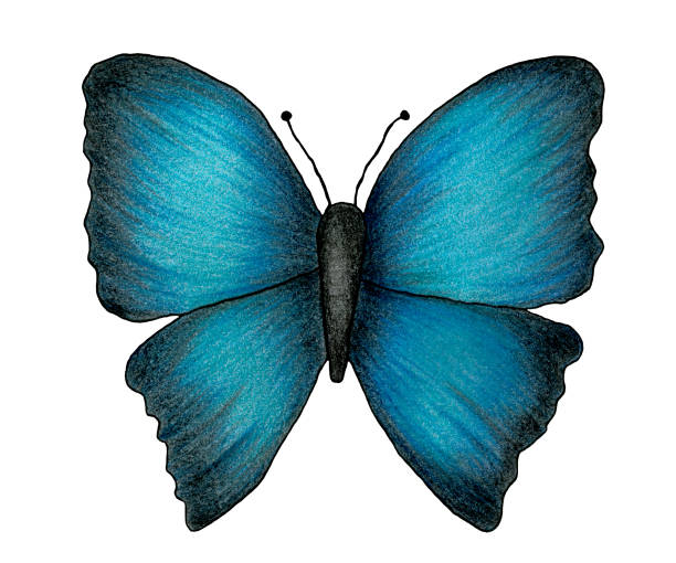 illustrations, cliparts, dessins animés et icônes de papillon de couleur bleue et noire dessiné à la main isolé sur l’illustration blanche et colorée de crayon avec le papillon tropical - spring abstract insect dreams