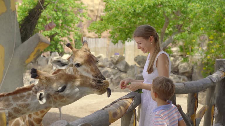 A young woman and her little son feed giraffes in a safari park