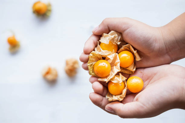 Fresh Cape Gooseberry  in hand Fresh Cape Gooseberry  in hand gooseberry cape winter cherry berry fruit stock pictures, royalty-free photos & images