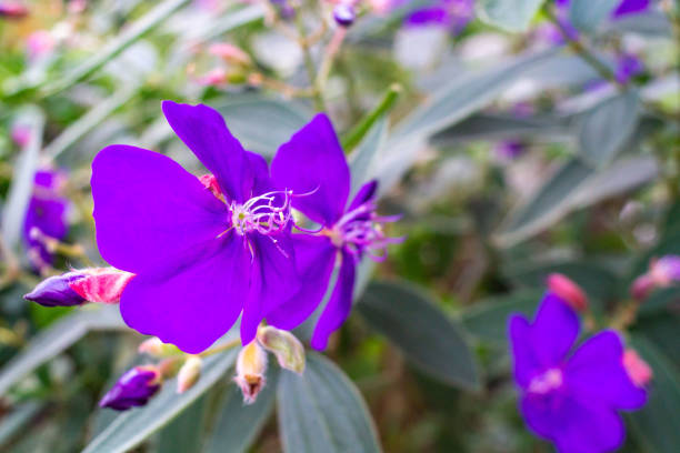 istock Real purple flower in close up view for blur background 1248963511