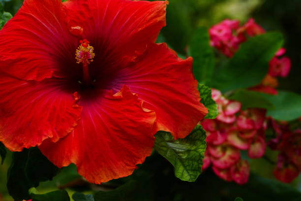 istock Hibiscus and euphorbia milii 1248963748