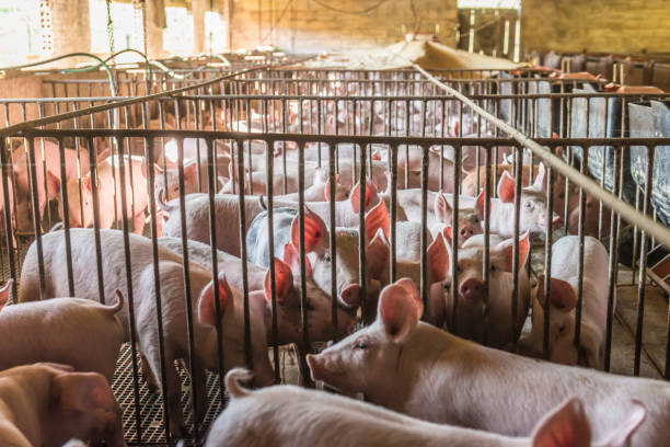 istock Pig farms in confinement mode. 1248963809