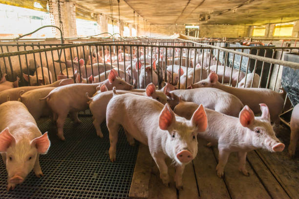 granjas de cerdos en modo de confinamiento. - cerdito fotografías e imágenes de stock