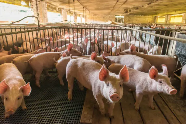 Photo of Pig farms in confinement mode.