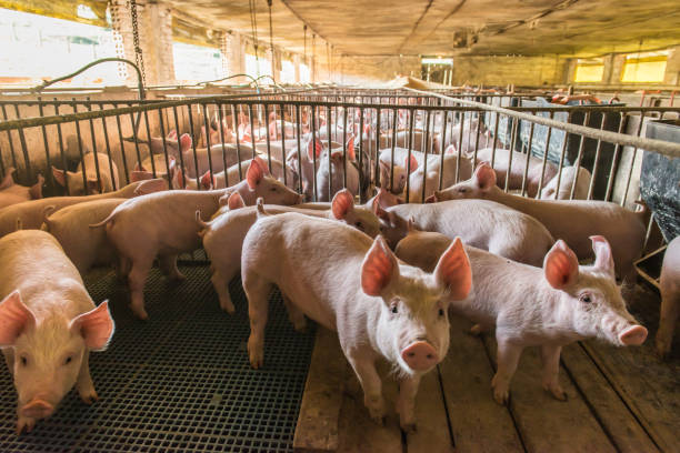 pig farms in confinement mode. - pig imagens e fotografias de stock