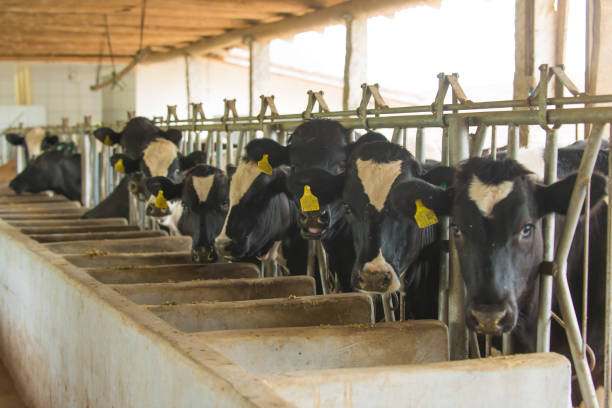 istock Family-scale milk production, mechanical milking. 1248964675