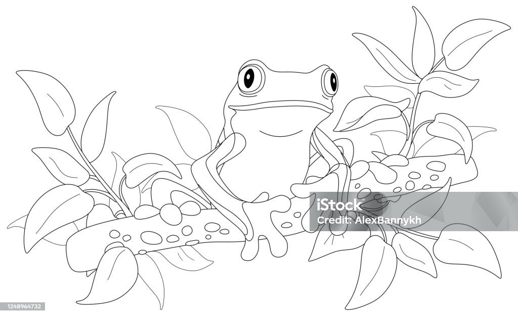 Funny tropical tree-frog on a branch Amusing poisonous tree frog sitting on a branch in a wild tropic rainforest, black and white outline vector cartoon illustration for a coloring book page Coloring stock vector