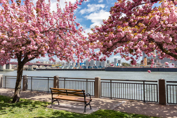Empty Bench with Pink Flowering Cherry Blossom Trees during Spring along the East River on Roosevelt Island in New York City An empty wood bench with beautiful flowering pink cherry blossom trees along the East River during spring on Roosevelt Island of New York City with a view of a power plant in the background roosevelt island stock pictures, royalty-free photos & images