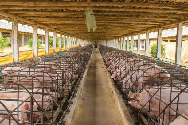 istock Pig farms in confinement mode. 1248965086