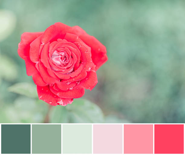 istock Rose on green background, color swatch 1248965144