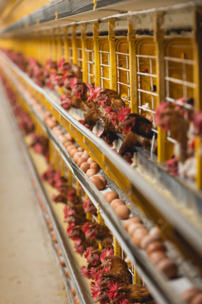 istock egg farm, with large-scale industrial production, in selective focus. 1248965155