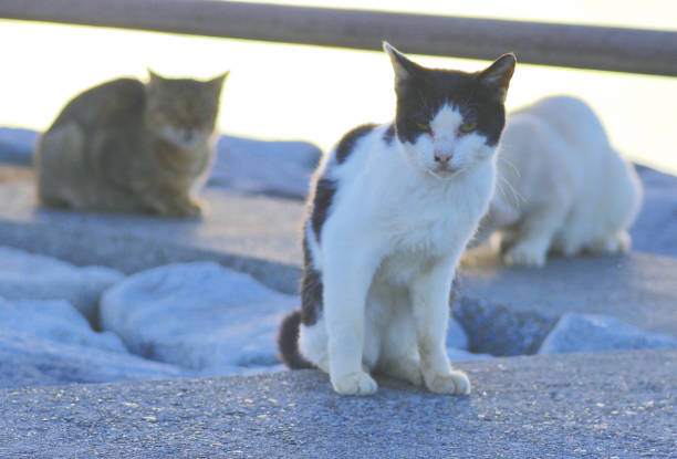 istock The life of wild cats. 1248965250