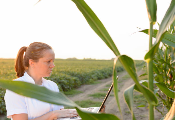 istock Female agronomist inspecting corn cob in corn field 1248965318
