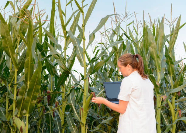 Female agronomist inspecting corn cob in corn field