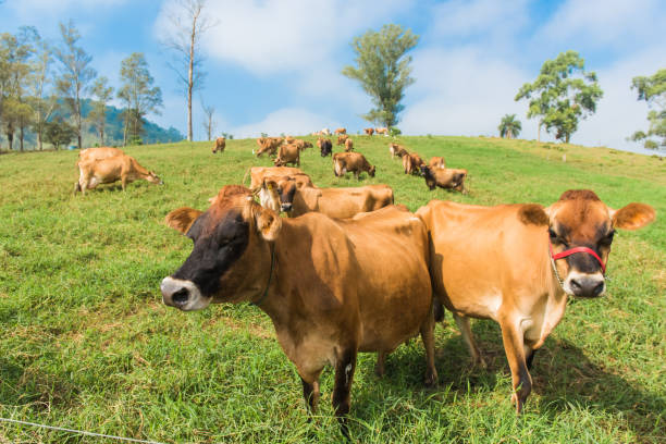 istock Cattle breed jersey and ostensible breeding for milk production.. 1248965964