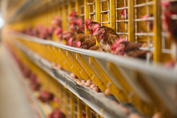 istock egg farm, with large-scale industrial production, in selective focus. 1248966208