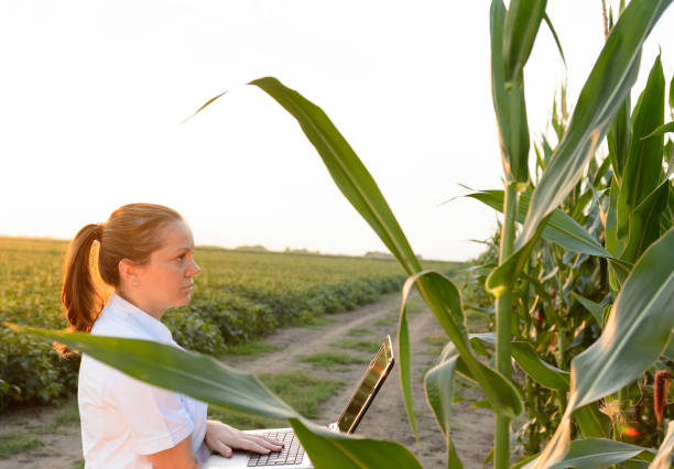 istock Female agronomist inspecting corn cob in corn field 1248966265