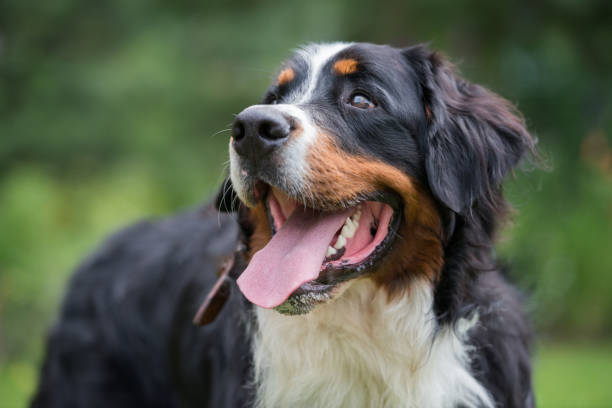 Close-up of the Bernese mountain dog on a nature One large Bernese mountain dog stands in the nature on a sunny day close up bernese mountain dog photos stock pictures, royalty-free photos & images