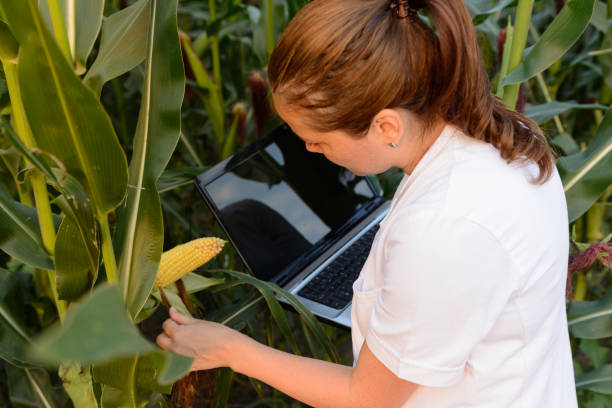 istock Female agronomist inspecting corn cob in corn field 1248966557