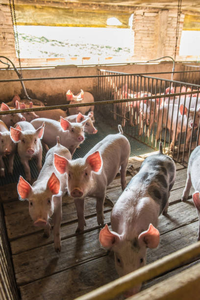 istock Pig farms in confinement mode. 1248966579