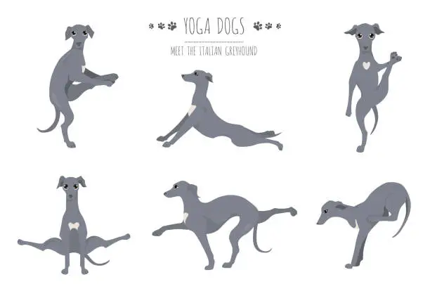 Vector illustration of Yoga dogs poses and exercises poster design. Italian greyhound clipart