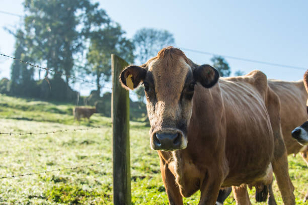 istock Cattle breed jersey and ostensible breeding for milk production.. 1248966715