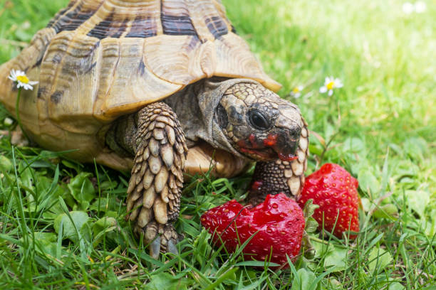 Adult male holds a strawberry up to the opened mouth of a turtle ready to take a bite