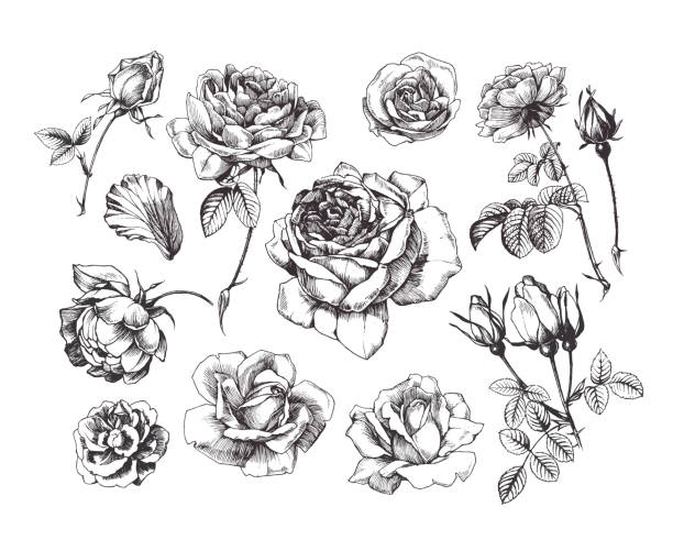 isolierte zeichnungen von rosenblume - rose stock-grafiken, -clipart, -cartoons und -symbole