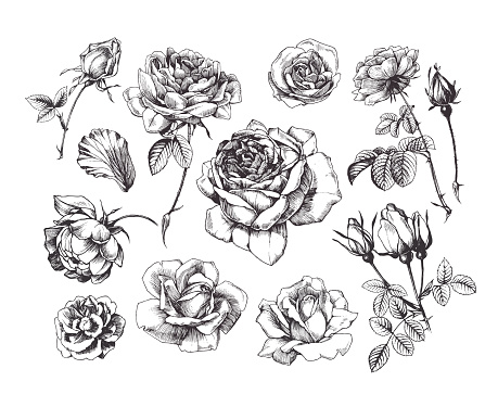 Isolated drawings of rose flower