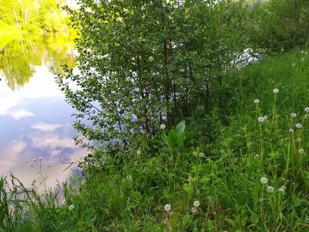 istock blowballs in grass on river side and water reflecting blue sky with clouds 1248968599