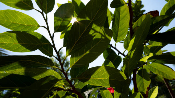 istock custard apple fresh leaves growing 1248968842