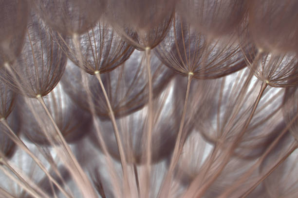 istock Abstract close up of a dandelion 1248969080