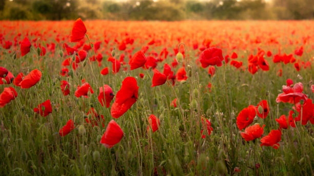 campo de papoulas retroiluminado com luz solar quente - poppy field remembrance day flower - fotografias e filmes do acervo