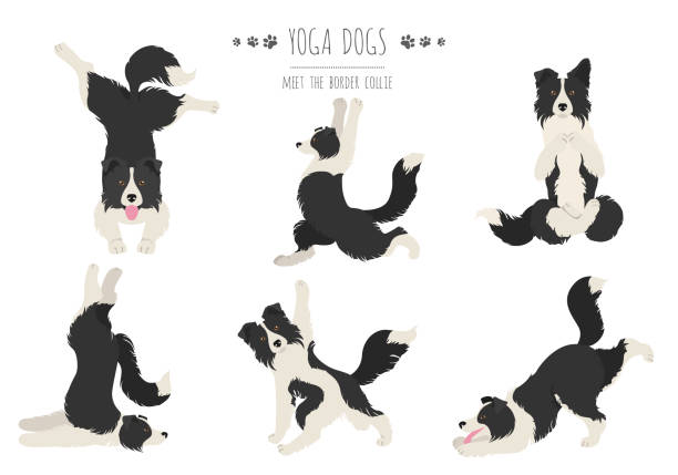 ilustraciones, imágenes clip art, dibujos animados e iconos de stock de los perros de yoga posa y hace ejercicios diseño de carteles. imágenes prediseñadas de collie fronterizo - collie