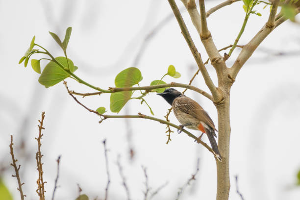 istock Red-vented Bulbul perching on a twig with leaves 1248970784