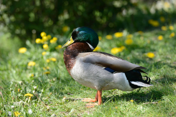 istock duck on green grass on a sunny day 1248971072