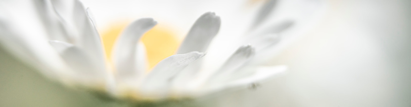 Marguerite daisy flower, soft focus dreamy effect.
