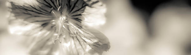 kwiat geranium - uk banner full frame macro zdjęcia i obrazy z banku zdjęć